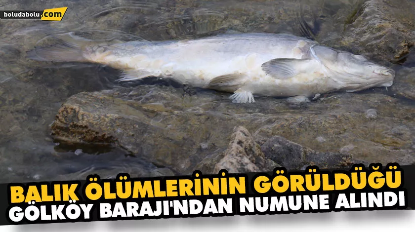 BALIK ÖLÜMLERİNİN GÖRÜLDÜĞÜ GÖLKÖY BARAJI’NDAN NUMUNE ALINDI BALIK ÖLÜMLERİNİN GÖRÜLDÜĞÜ GÖLKÖY BARAJI’NDAN NUMUNE ALINDI