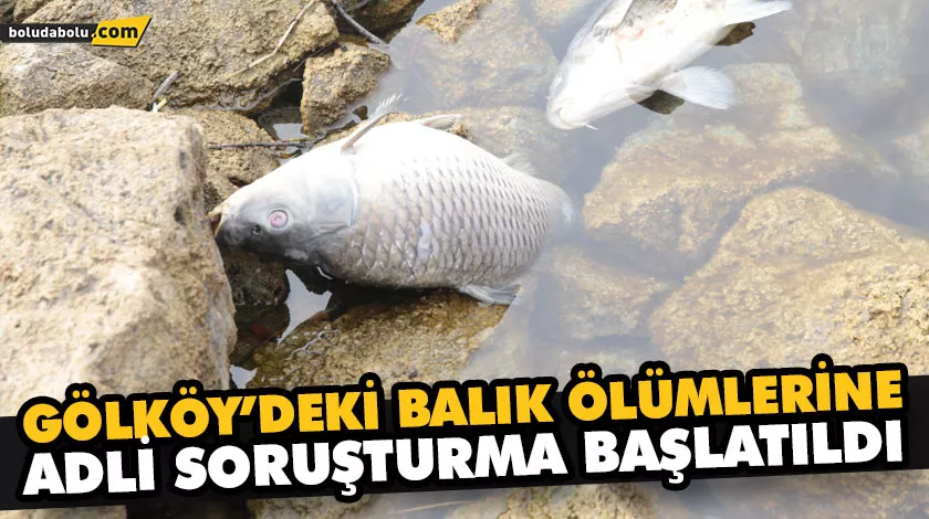 GÖLKÖY’DEKİ BALIK ÖLÜMLERİNE ADLİ SORUŞTURMA BAŞLATILDI GÖLKÖY’DEKİ BALIK ÖLÜMLERİNE ADLİ SORUŞTURMA BAŞLATILDI