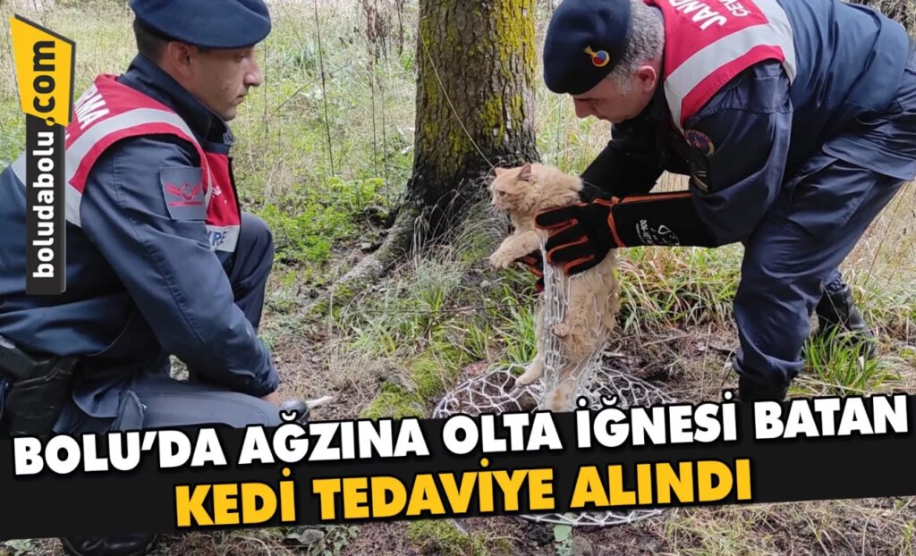 Bolu’da ağzına olta iğnesi batan kedi tedaviye alındı Bolu’da ağzına olta iğnesi batan kedi tedaviye alındı
