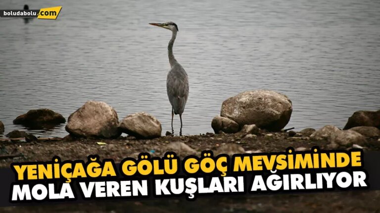 YENİÇAĞA GÖLÜ GÖÇ MEVSİMİNDE MOLA VEREN KUŞLARI AĞIRLIYOR