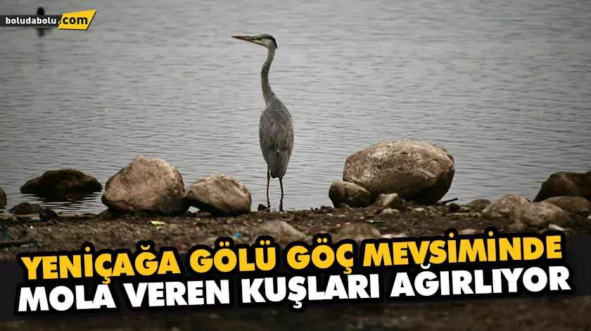 YENİÇAĞA GÖLÜ GÖÇ MEVSİMİNDE MOLA VEREN KUŞLARI AĞIRLIYOR YENİÇAĞA GÖLÜ GÖÇ MEVSİMİNDE MOLA VEREN KUŞLARI AĞIRLIYOR