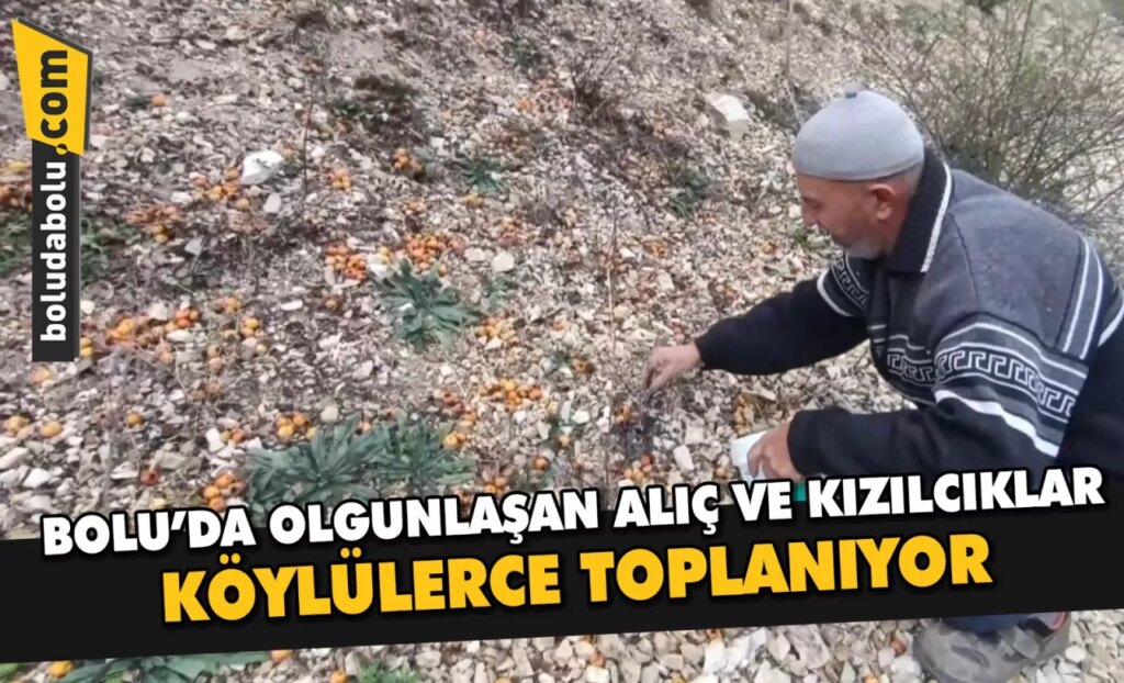 Bolu’da olgunlaşan alıç ve kızılcıklar köylülerce toplanıyor Bolu’da olgunlaşan alıç ve kızılcıklar köylülerce toplanıyor