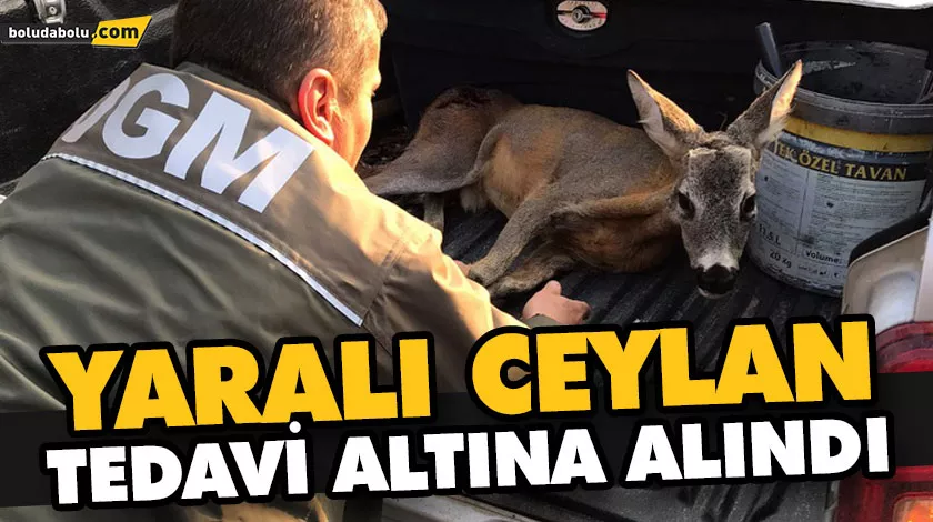 YARALI CEYLAN TEDAVİ ALTINA ALINDI YARALI CEYLAN TEDAVİ ALTINA ALINDI