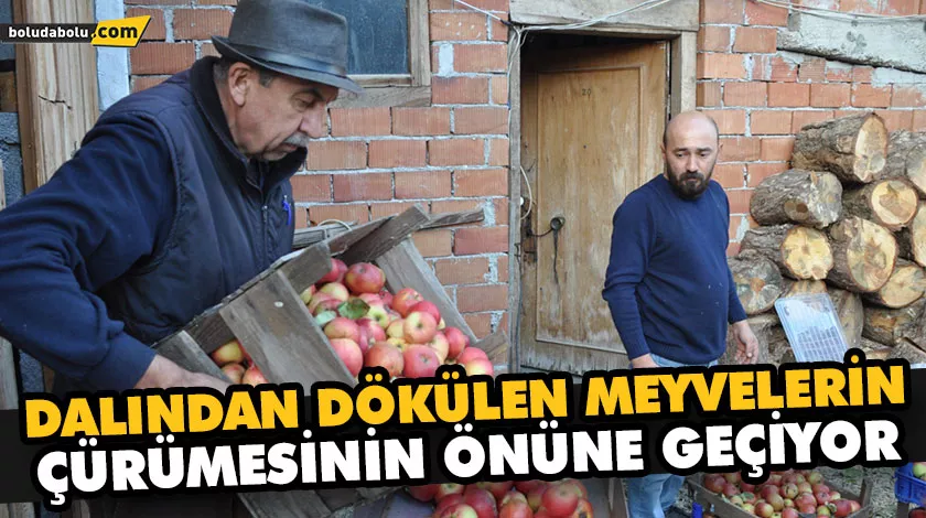 DALINDAN DÖKÜLEN MEYVELERİN ÇÜRÜMESİNİN ÖNÜNE GEÇİYOR DALINDAN DÖKÜLEN MEYVELERİN ÇÜRÜMESİNİN ÖNÜNE GEÇİYOR