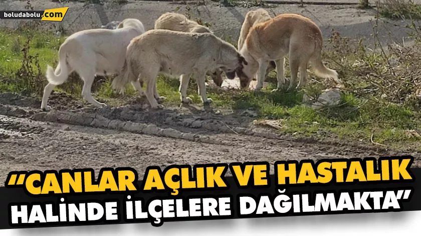 HAÇİKO İL TEMSİLCİSİ YILMAZ, KÖPEK BIRAKMALARININ DEVAM ETTİĞİNİ DUYURDU HAÇİKO İL TEMSİLCİSİ YILMAZ, KÖPEK BIRAKMALARININ DEVAM ETTİĞİNİ DUYURDU