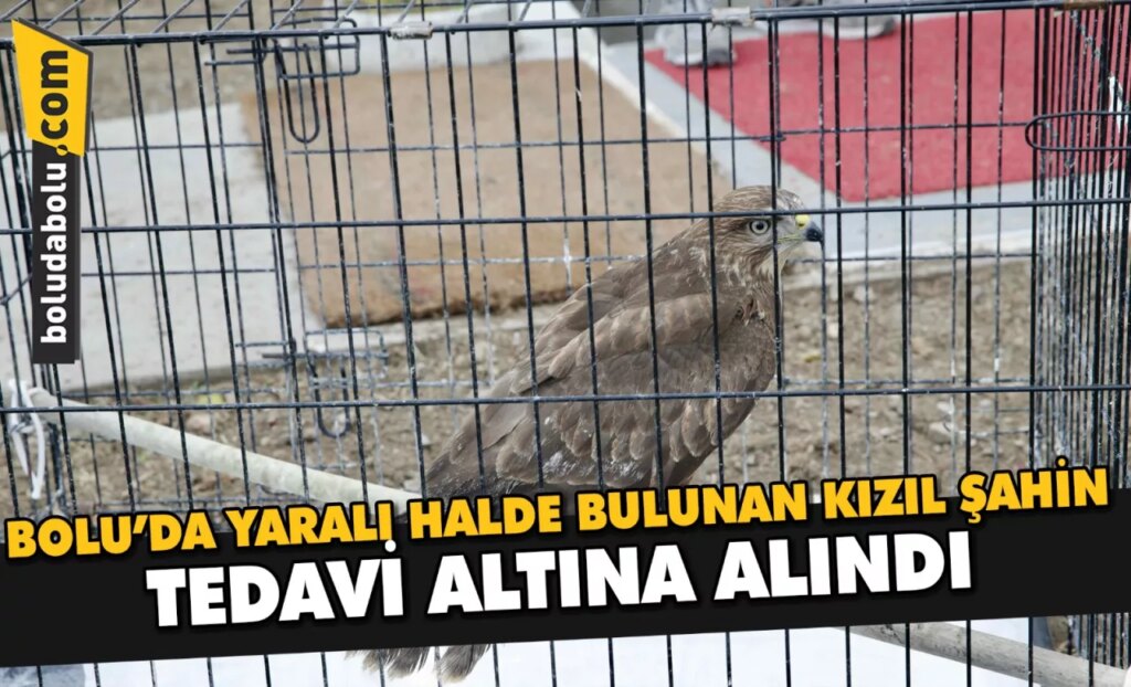 Bolu’da yaralı halde bulunan kızıl şahin tedavi altına alındı
