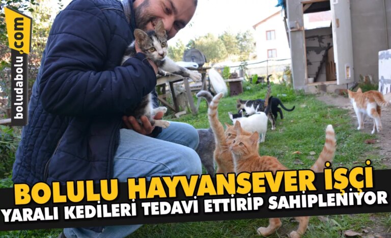 Bolulu hayvansever işçi, yaralı kedileri tedavi ettirip sahipleniyor