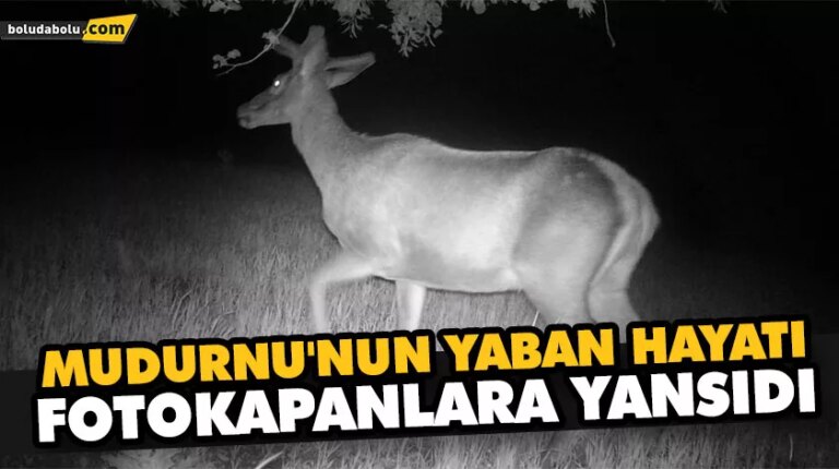 MUDURNU’NUN YABAN HAYATI FOTOKAPANLARA YANSIDI