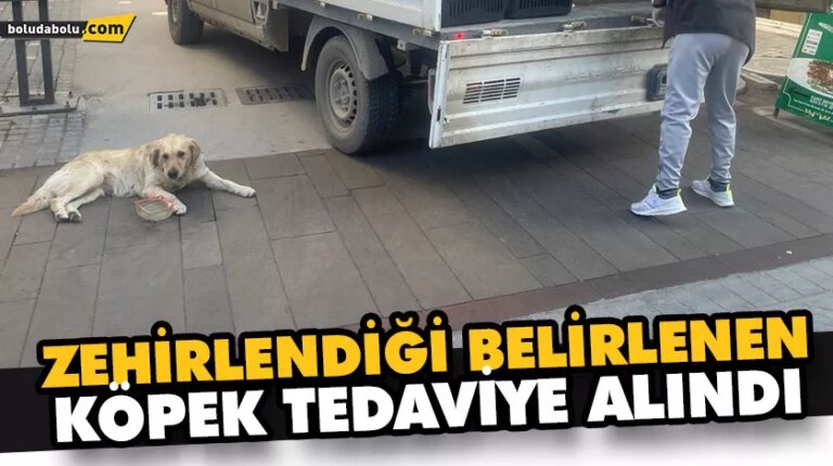 ZEHİRLENDİĞİ BELİRLENEN KÖPEK TEDAVİYE ALINDI