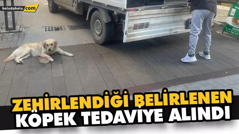 ZEHİRLENDİĞİ BELİRLENEN KÖPEK TEDAVİYE ALINDI ZEHİRLENDİĞİ BELİRLENEN KÖPEK TEDAVİYE ALINDI