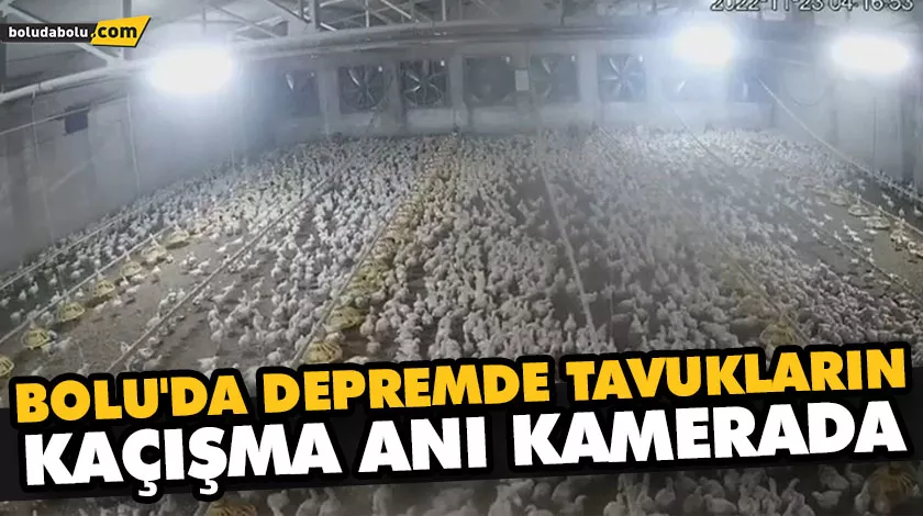 BOLU’DA DEPREMDE TAVUKLARIN KAÇIŞMA ANI KAMERADA BOLU’DA DEPREMDE TAVUKLARIN KAÇIŞMA ANI KAMERADA