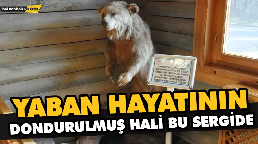 YABAN HAYATININ DONDURULMUŞ HALİ BU SERGİDE YABAN HAYATININ DONDURULMUŞ HALİ BU SERGİDE