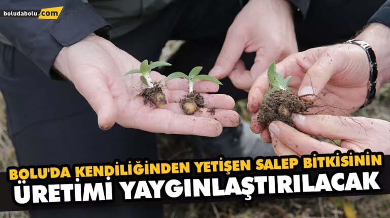 BOLU’DA KENDİLİĞİNDEN YETİŞEN SALEP BİTKİSİNİN ÜRETİMİ YAYGINLAŞTIRILACAK