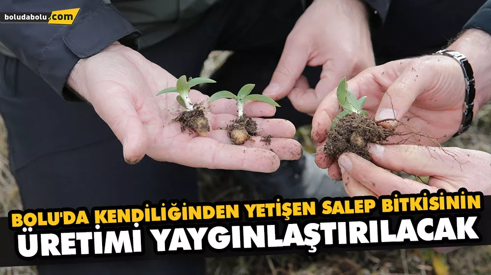 BOLU’DA KENDİLİĞİNDEN YETİŞEN SALEP BİTKİSİNİN ÜRETİMİ YAYGINLAŞTIRILACAK BOLU’DA KENDİLİĞİNDEN YETİŞEN SALEP BİTKİSİNİN ÜRETİMİ YAYGINLAŞTIRILACAK