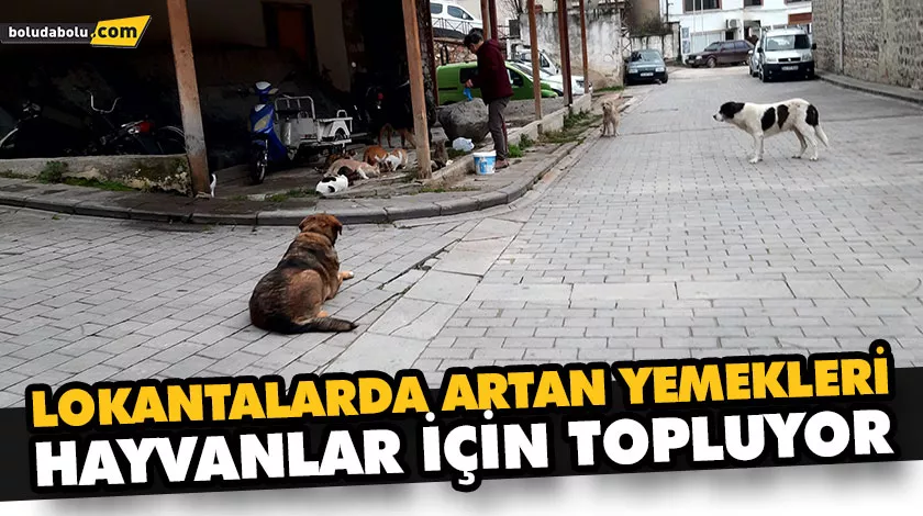 LOKANTALARDA ARTAN YEMEKLERİ HAYVANLAR İÇİN TOPLUYOR