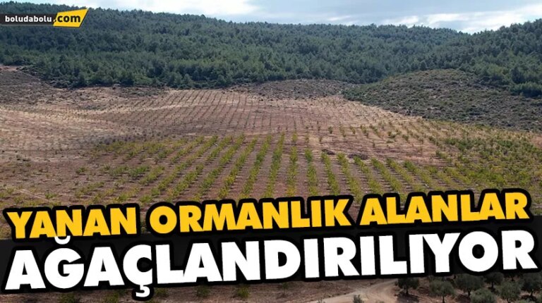 YANAN ORMANLIK ALANLAR AĞAÇLANDIRILIYOR