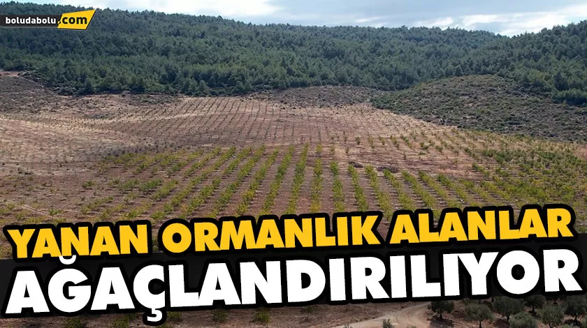 YANAN ORMANLIK ALANLAR AĞAÇLANDIRILIYOR YANAN ORMANLIK ALANLAR AĞAÇLANDIRILIYOR