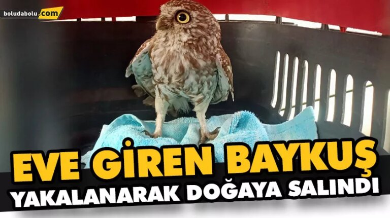 EVE GİREN BAYKUŞ YAKALANARAK DOĞAYA SALINDI