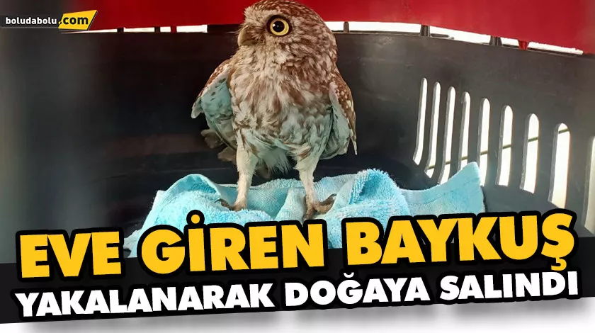 EVE GİREN BAYKUŞ YAKALANARAK DOĞAYA SALINDI EVE GİREN BAYKUŞ YAKALANARAK DOĞAYA SALINDI
