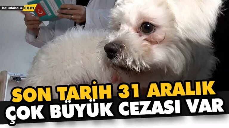 “KEDİ KÖPEK SAHİPLERİ BEYANNAME İLE BAŞVURMALARI HALİNDE CEZA ÖDEMEYECEKTİR”