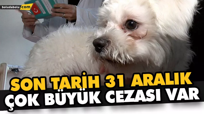 “KEDİ KÖPEK SAHİPLERİ BEYANNAME İLE BAŞVURMALARI HALİNDE CEZA ÖDEMEYECEKTİR”