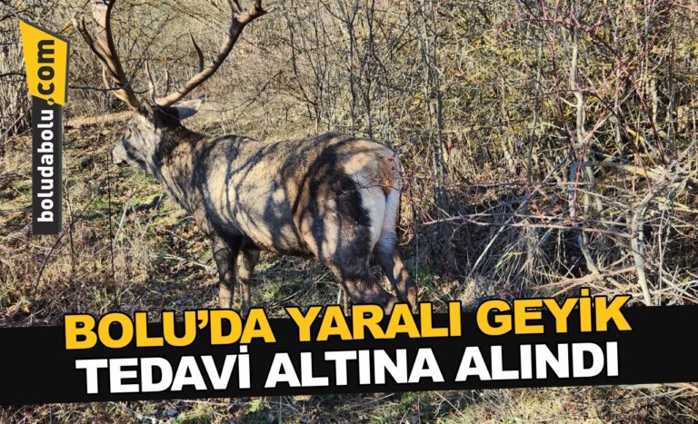 Bolu’da yaralı geyik tedavi altına alındı