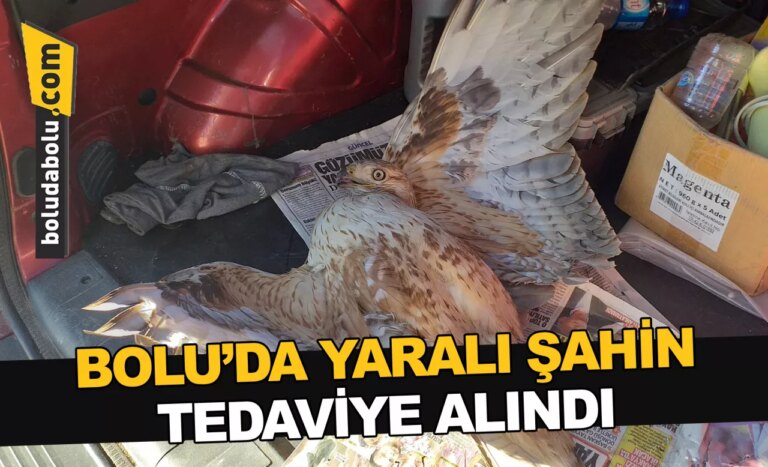 Bolu’da yaralı şahin tedaviye alındı