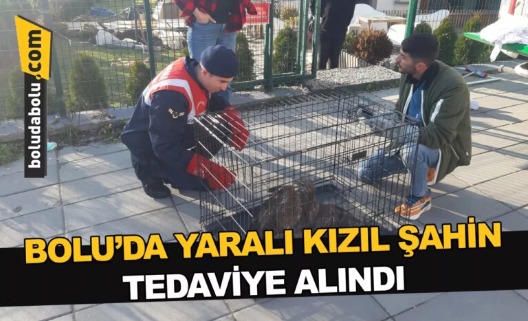 Bolu’da yaralı kızıl şahin tedaviye alındı