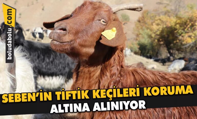 SEBEN’İN TİFTİK KEÇİLERİ KORUMA ALTINA ALINIYOR