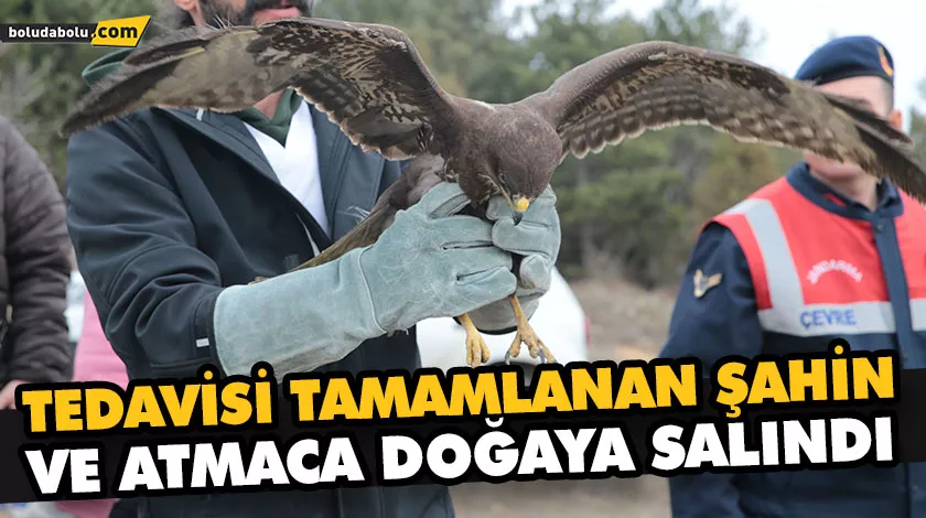 TEDAVİSİ TAMAMLANAN ŞAHİN VE ATMACA DOĞAYA SALINDI TEDAVİSİ TAMAMLANAN ŞAHİN VE ATMACA DOĞAYA SALINDI