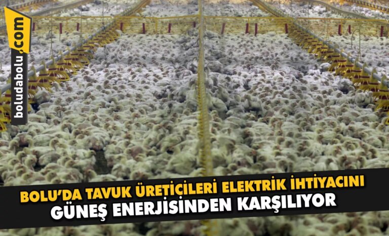 Bolu’da tavuk üreticileri elektrik ihtiyacını güneş enerjisinden karşılıyor
