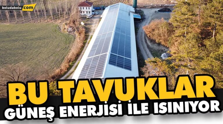 BU TAVUKLAR GÜNEŞ ENERJİSİ İLE ISINIYOR