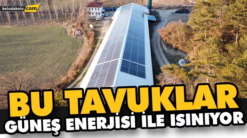 BU TAVUKLAR GÜNEŞ ENERJİSİ İLE ISINIYOR BU TAVUKLAR GÜNEŞ ENERJİSİ İLE ISINIYOR