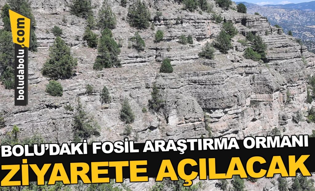 Bolu’daki Fosil Araştırma Ormanı ziyarete açılacak Bolu’daki Fosil Araştırma Ormanı ziyarete açılacak