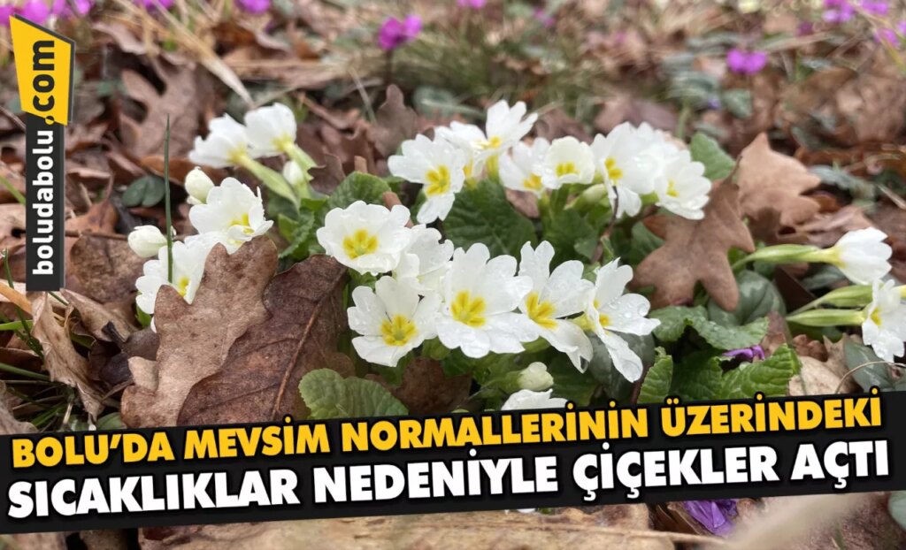 Bolu’da mevsim normallerinin üzerindeki sıcaklıklar nedeniyle çiçekler açtı Bolu’da mevsim normallerinin üzerindeki sıcaklıklar nedeniyle çiçekler açtı