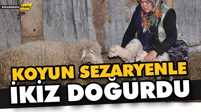 KOYUN SEZARYENLE İKİZ DOĞURDU