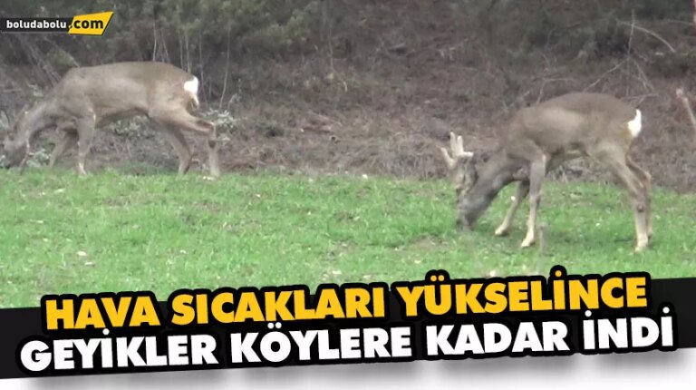 HAVA SICAKLARI YÜKSELİNCE GEYİKLER KÖYLERE KADAR İNDİ