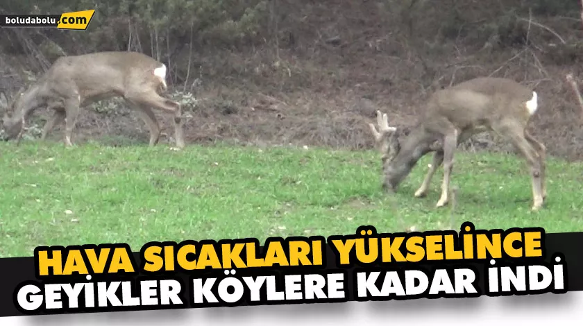 HAVA SICAKLARI YÜKSELİNCE GEYİKLER KÖYLERE KADAR İNDİ