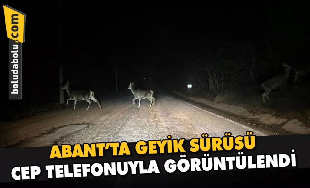 Abant’ta geyik sürüsü cep telefonuyla görüntülendi
