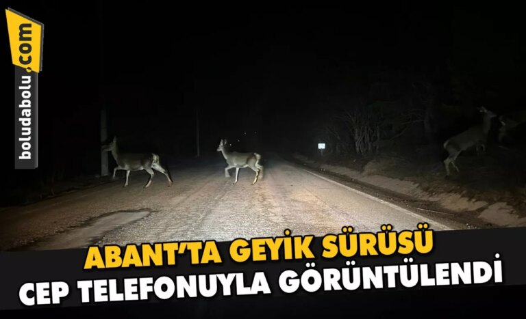 Abant’ta geyik sürüsü cep telefonuyla görüntülendi