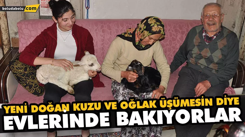 YENİ DOĞAN KUZU VE OĞLAK ÜŞÜMESİN DİYE EVLERİNDE BAKIYORLAR YENİ DOĞAN KUZU VE OĞLAK ÜŞÜMESİN DİYE EVLERİNDE BAKIYORLAR
