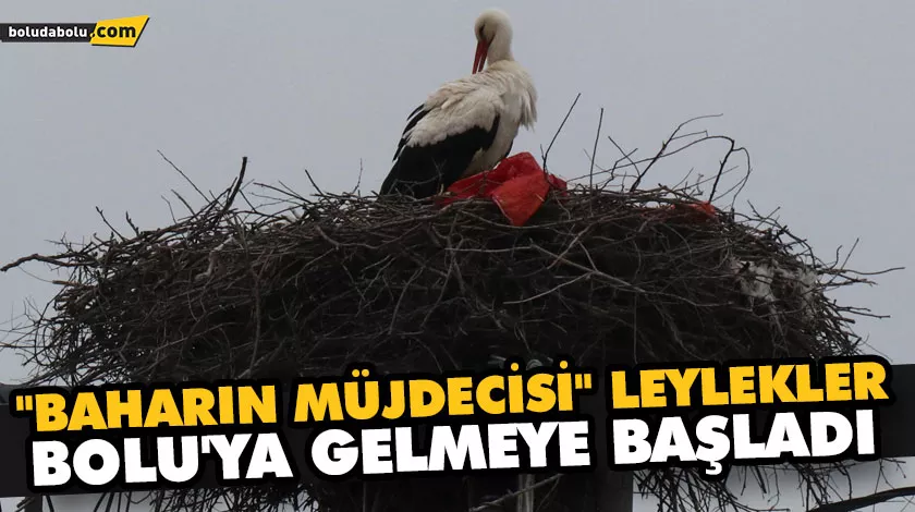 “BAHARIN MÜJDECİSİ” LEYLEKLER BOLU’YA GELMEYE BAŞLADI “BAHARIN MÜJDECİSİ” LEYLEKLER BOLU’YA GELMEYE BAŞLADI