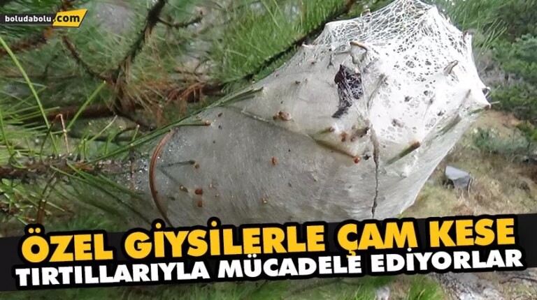 MUDURNU’DA ÇAM KESE TIRTILLARIYLA MÜCADELE BAŞLADI