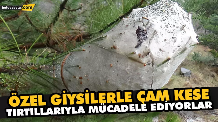 MUDURNU’DA ÇAM KESE TIRTILLARIYLA MÜCADELE BAŞLADI MUDURNU’DA ÇAM KESE TIRTILLARIYLA MÜCADELE BAŞLADI