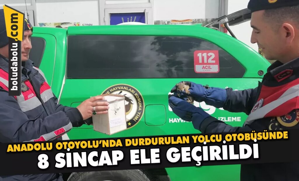 Anadolu Otoyolu’nda yolcu otobüsünde 8 sincap ele geçirildi Anadolu Otoyolu’nda yolcu otobüsünde 8 sincap ele geçirildi