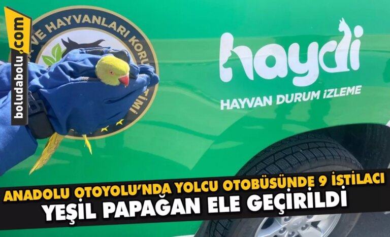 Anadolu Otoyolu’nda yolcu otobüsünde 9 istilacı yeşil papağan ele geçirildi