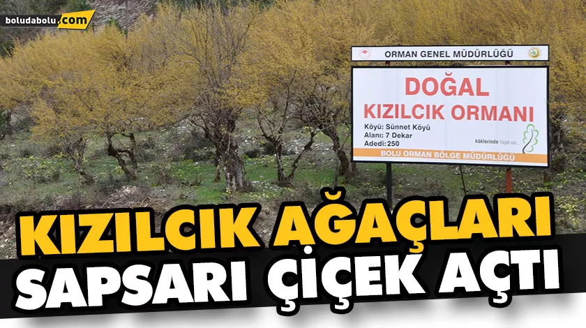KIZILCIK AĞAÇLARI SAPSARI ÇİÇEK AÇTI KIZILCIK AĞAÇLARI SAPSARI ÇİÇEK AÇTI