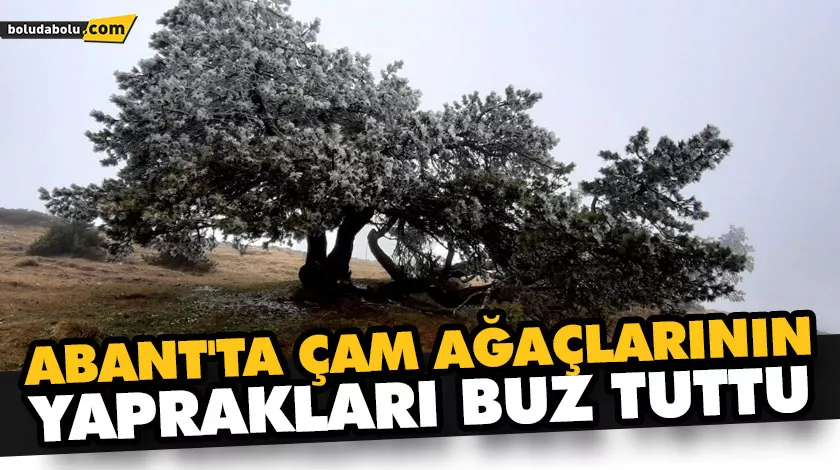 ABANT’TA ÇAM AĞAÇLARININ YAPRAKLARI BUZ TUTTU ABANT’TA ÇAM AĞAÇLARININ YAPRAKLARI BUZ TUTTU