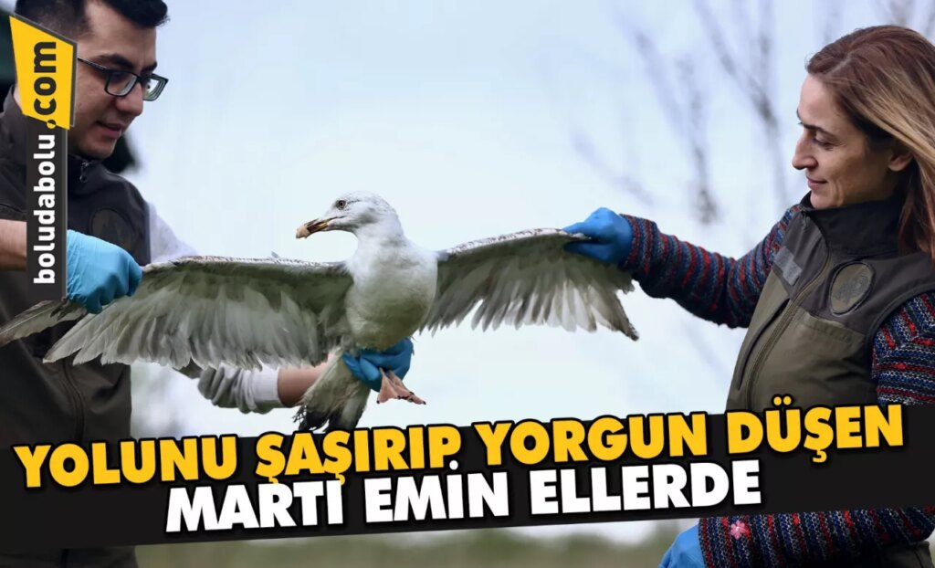 Yolunu şaşırıp yorgun düşen martı emin ellerde Yolunu şaşırıp yorgun düşen martı emin ellerde