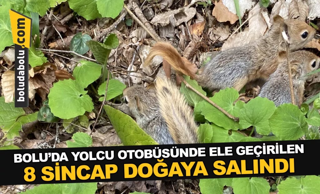 Bolu’da yolcu otobüsünde ele geçirilen 8 sincap doğaya salındı Bolu’da yolcu otobüsünde ele geçirilen 8 sincap doğaya salındı
